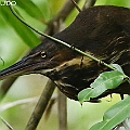 Black Bittern in Frashwater Lake タカサゴクロサギ<br />Canon EOS 7D MK2 + EF400 F5.6
